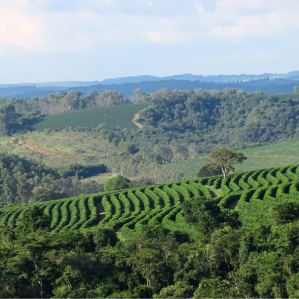 Fazenda Pinhal - Image 3