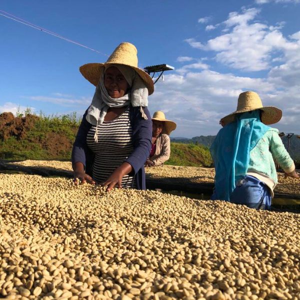 Telila - Sugarcane Decaf - Image 3
