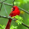 Yunnan Series - Red Sparrow - Image 4