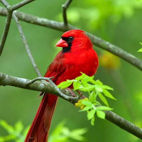 Yunnan Series - Red Sparrow - Image 4