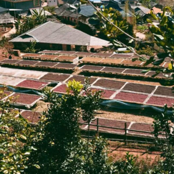 Yunnan Series - Xingang Lot 01 - Image 3