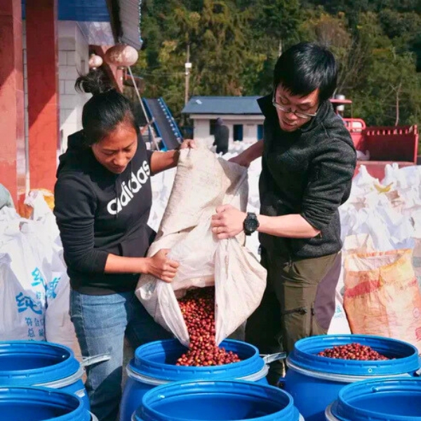 Yunnan Series - Xingang Lot 01 - Image 4