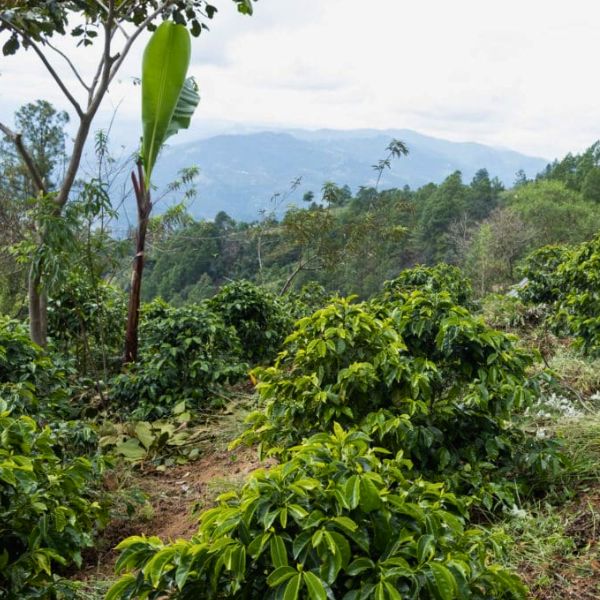Ceiba - Image 5