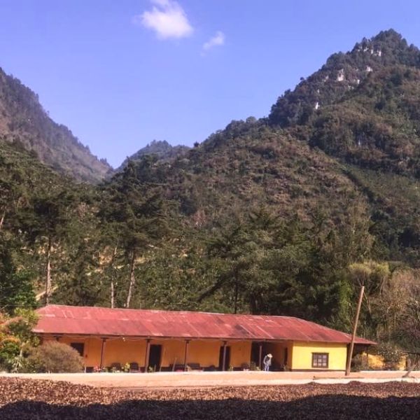 Ceiba - Image 4
