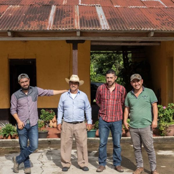 Ceiba - Image 3