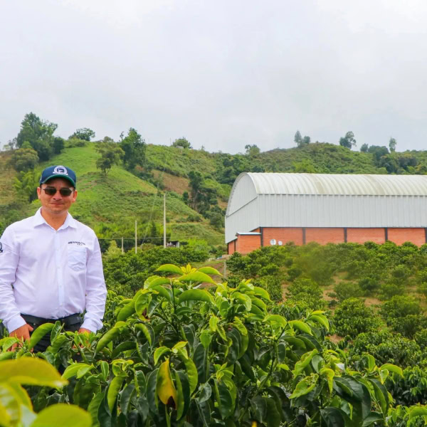 Granja Paraíso P09 — Limited Christmas Edition - Image 3